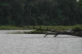 cormorants with background IMG_3071.jpg