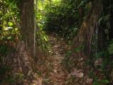 jungle palm roots IMG_4280.jpg