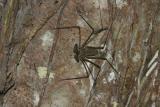 jungle scorpion spider CRW_2782.jpg