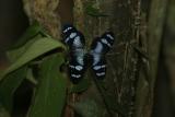 mating butterflies CRW_2765.jpg