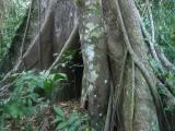 roots IMG_4367.jpg