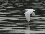 flying egret.jpg