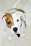 Pearl the Beautiful Girl