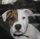 Pearl the Beautiful Girl