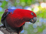 Beautiful Parrot (Female!)