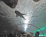 Large Shark Swimming in Upper Enclosure