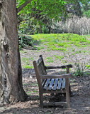 A shady place for a welcomed bench