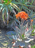A different,  Agave-type Plant in Bloom