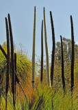 Long shoots of Cactus Plants