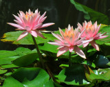 A Trio of Pink Water Lilies