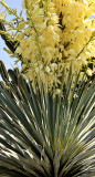 Yucca Growth in Desert Area