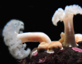 Two Sea Anemones