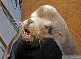 Noisy Sealion!  Newport Bay.