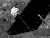 Life and Death between intersecting metal plates.  Florence.