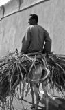 Faces of Egypt:  Carrying sugar cane.