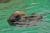 Otter; Oregon Aquarium