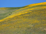View of the Wildflowers; Tejon Pass, CA