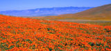 California Poppy Field; Lancaster, CA