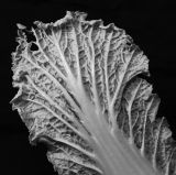 The Design Of An Asian Cabbage Leaf