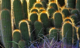 Cacti Highlighted!