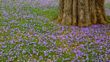 Jacaranda Blossom