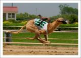 Racing Greyhounds