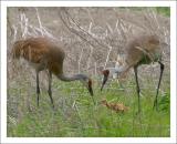 Sandhill Crane Family