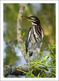 Green Heron