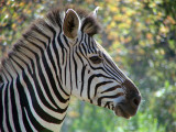 Zimbabwe zebra