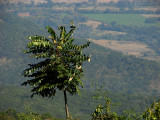 Vumba mountain view