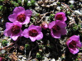 IMG_0425 Jolies fleurs alpines_1.JPG