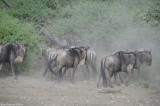 Wildebeest  6125