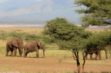 Manyara lake 2996