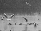 DELTA YELLOW RIVER BIRDS in BW