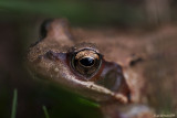 Eye of a Frog the Lover of the Bugs ,the killer of Insects