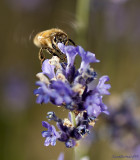 In Flight Two