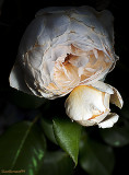 Last old Roses