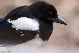 A quick Visiter my Magpie