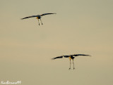 Both Cranes landing