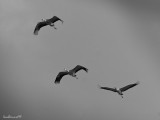 Elegancy of the Cranes Flight