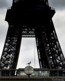 2.PARIS.Eiffel tower and the Gull