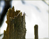 BIG HOLE  in a WOOD