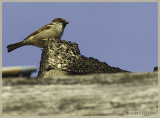 SPARROW  on the STONES ROOF