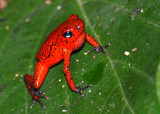Strawberry Poison Dart Frog, Selva Bananito, 10/28/2008