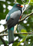 Slaty-tailed Trogon, Selva Bananito, 10/29/2008