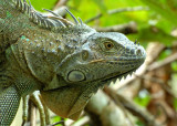 Iguana, Cahuita National Park, 10/31/2008