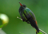 Rufous-tailed Hummingbird, Selva Bananito, 11/01/2008