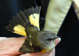 2nd-year male American Redstart, Joppa Flats Bird Banding Station, Parker River NWR.