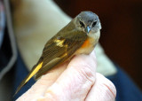 2nd-year male American Redstart, Joppa Flats Bird Banding Station, Parker River NWR.