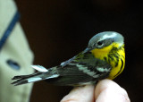 Magnolia Warbler, Joppa Flats Bird Banding Station, Parker River NWR.